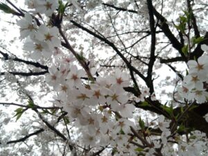 弁天桜　満開